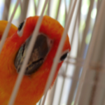 Tantaper, the female sun conure.